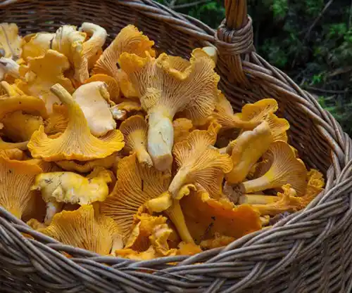 Panier de girolles fraîches sélectionnées pour la cuisine du restaurant la Table de Trois à Bordeaux